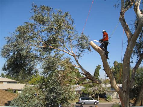 stutzman tree service|tree removal kansas city mo.